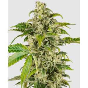 Sweet & Sour Cream_pflanze_sensi seeds