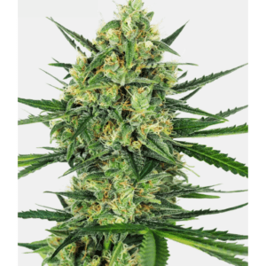 Tangerine-Sugar_pflanze_sensi-seeds