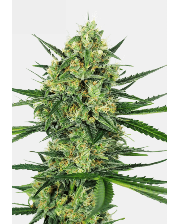 Tangerine-Sugar_pflanze_sensi-seeds