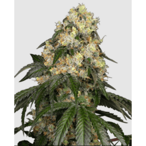 White Biscotti OG_pflanze_white label