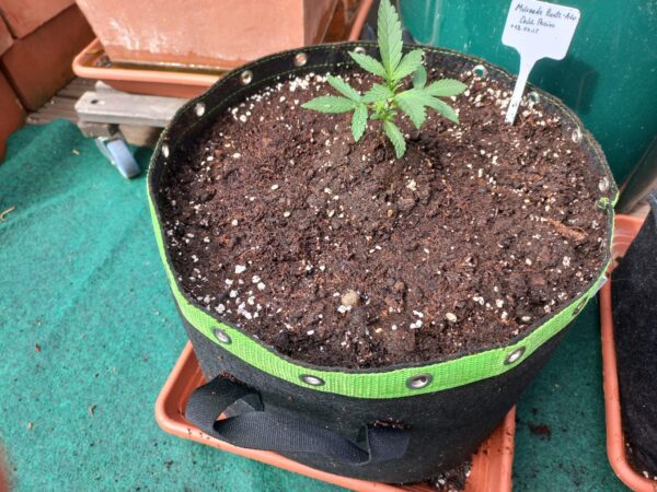 Startklar Topf - Melonade Runtz Auto