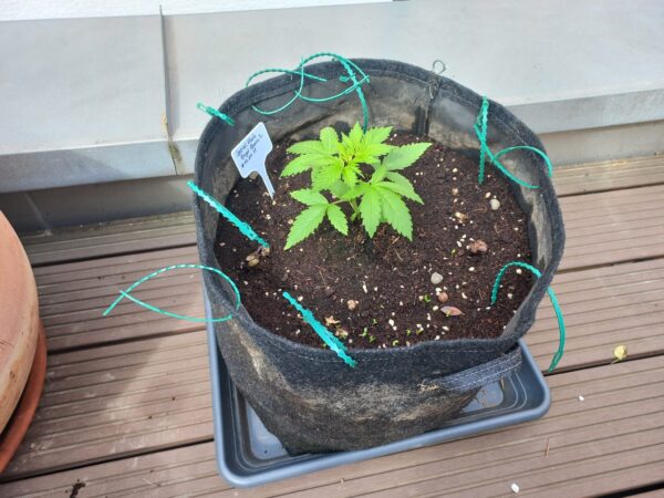 Startklar Topf - Spezial Kush
