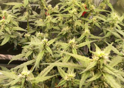 Orange Bud